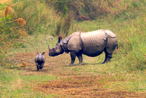 photo of Gangotri National Park